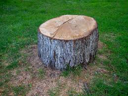 Best Emergency Tree Removal  in El Monte, CA