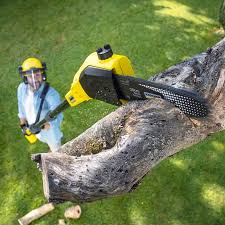 Best Tree Disease Treatment  in El Monte, CA