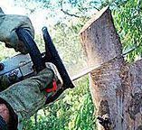 Best Tree Health Inspection  in El Monte, CA