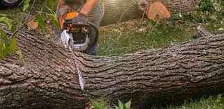 Best Stump Grinding and Removal  in El Monte, CA
