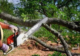 Best Storm Damage Tree Cleanup  in El Monte, CA