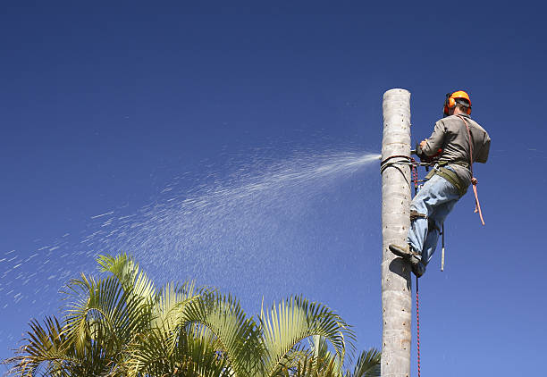 Best Grass Overseeding  in El Monte, CA