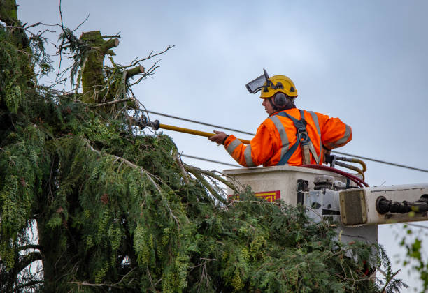 Best Storm Damage Tree Cleanup  in El Monte, CA