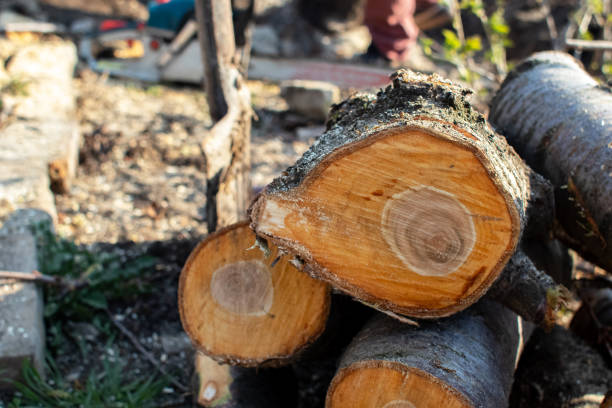 Best Hazardous Tree Removal  in El Monte, CA