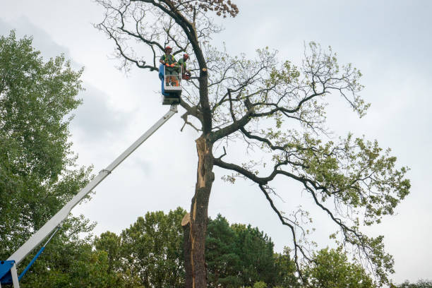 Best Tree and Shrub Care  in El Monte, CA
