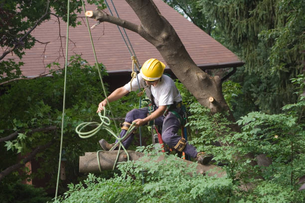 Best Tree Removal  in El Monte, CA