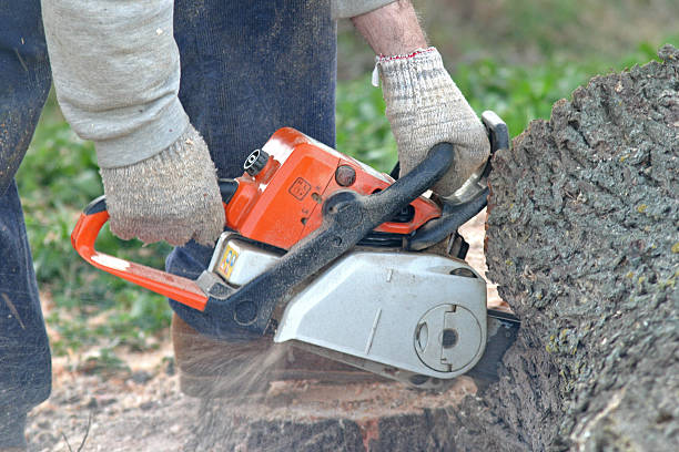 Best Lawn Renovation and Restoration  in El Monte, CA