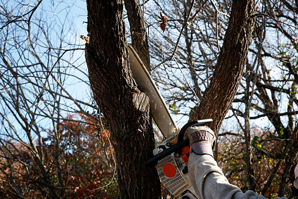 Best Lawn Disease Treatment  in El Monte, CA