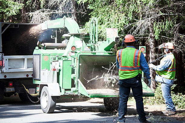 Best Lawn Irrigation Installation and Maintenance  in El Monte, CA