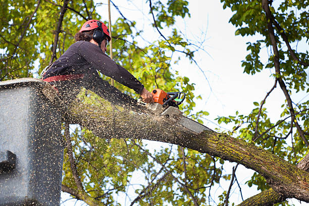 Best Firewood Processing and Delivery  in El Monte, CA