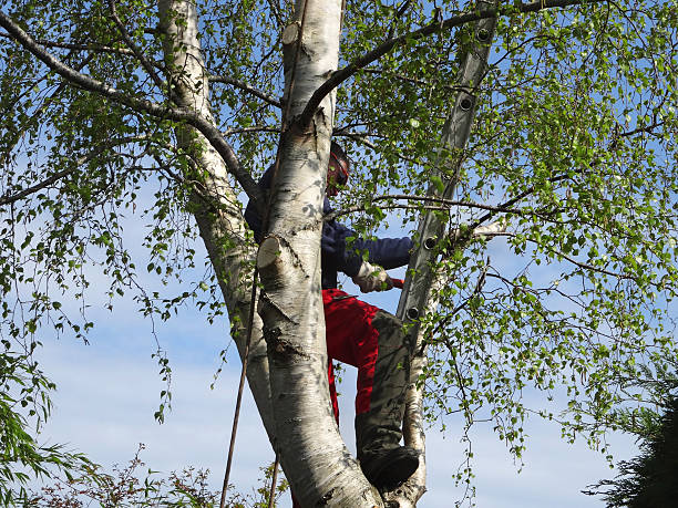 Best Tree Maintenance Programs  in El Monte, CA