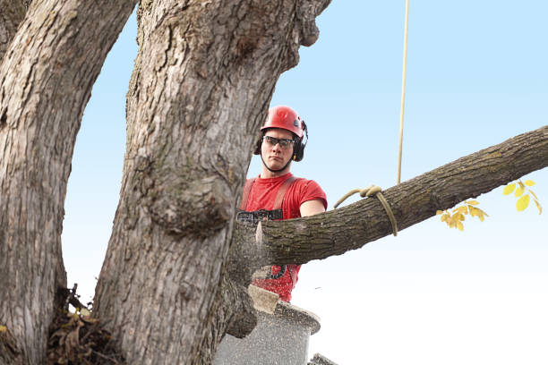 How Our Tree Care Process Works  in  El Monte, CA